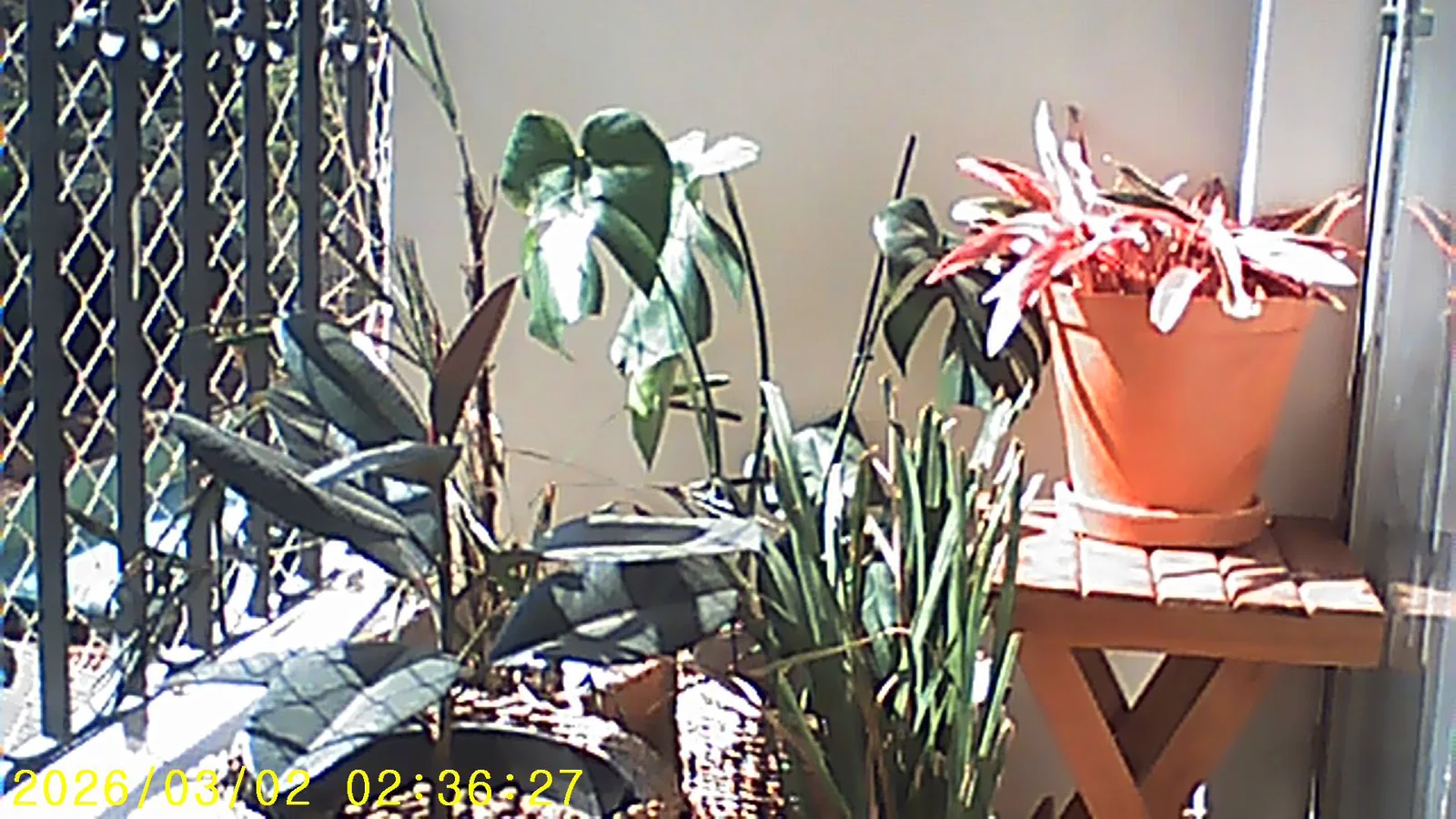 Plantas e objetos reunidos em uma varanda iluminada