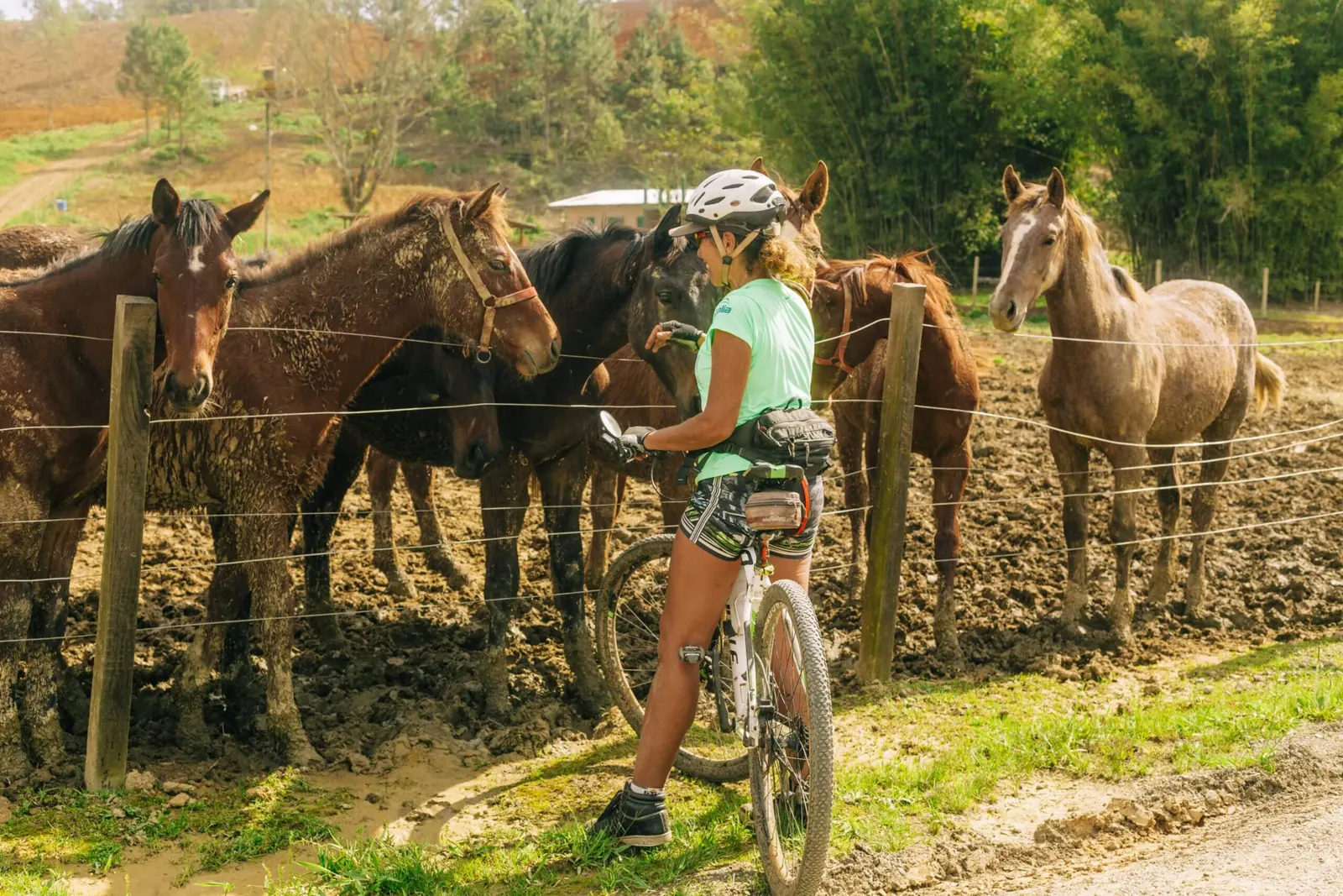 Ciclista observa cavalos durante o percurso rural em São Pedro de Alcântara