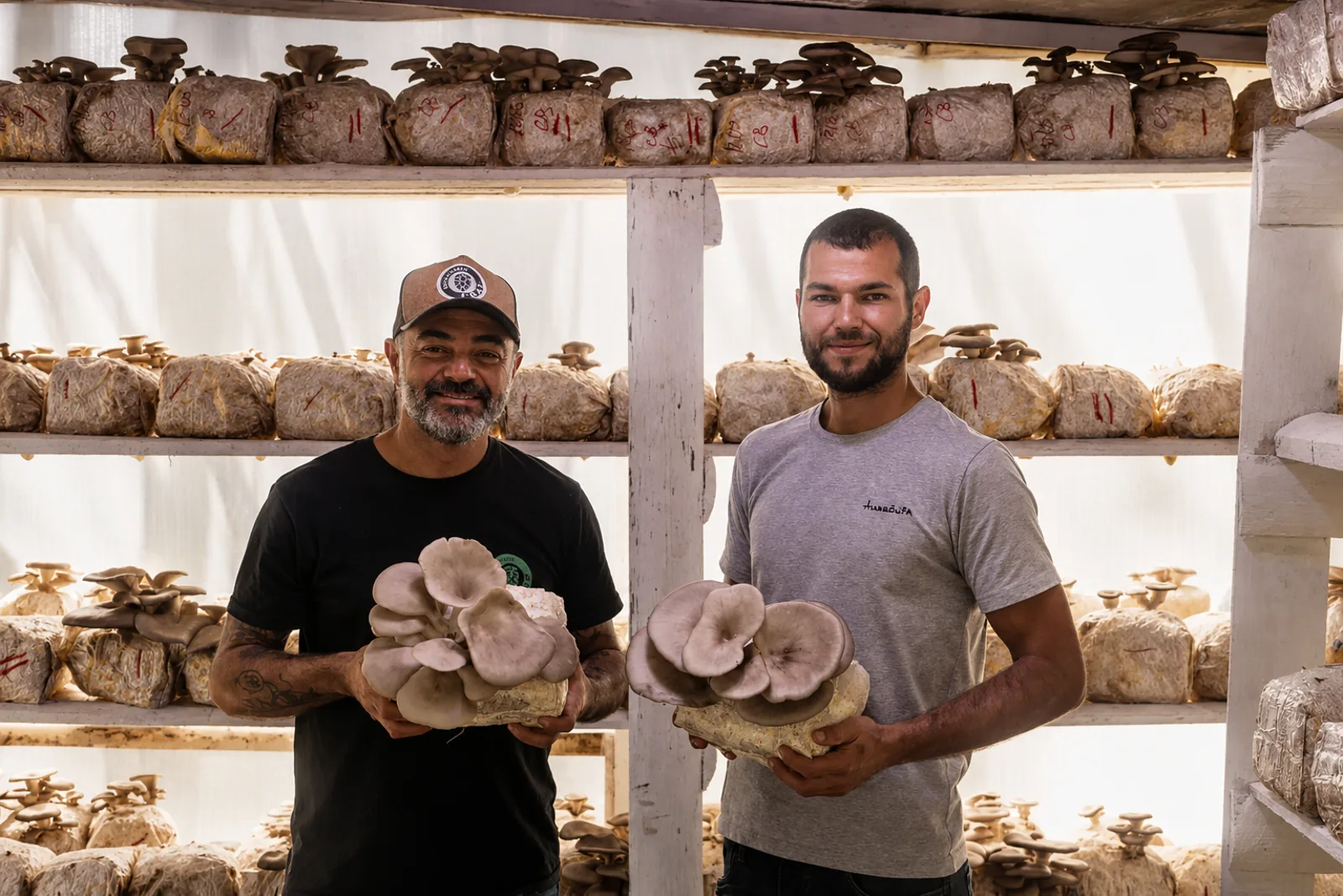 Dois produtores seguram cogumelos cultivados em prateleiras