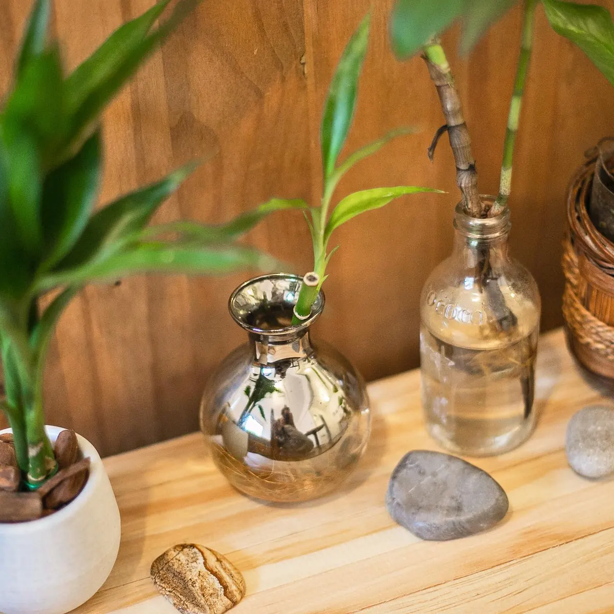 Vasos, garrafas e planta sobre superfície de madeira no apartamento 403