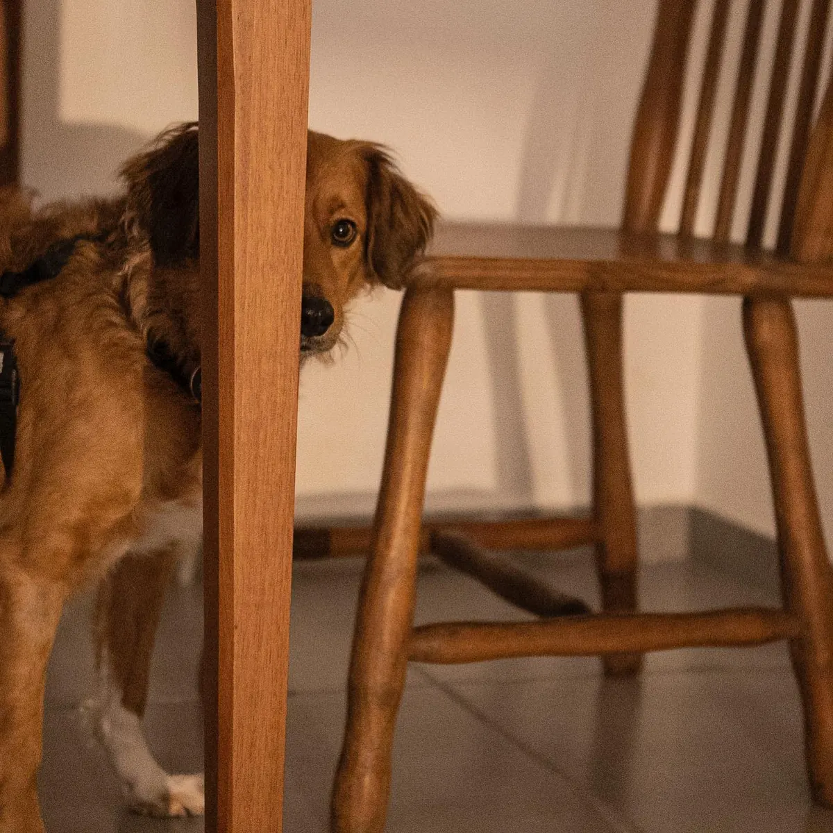 Cachorro passando entre cadeira e mesa no apartamento 403