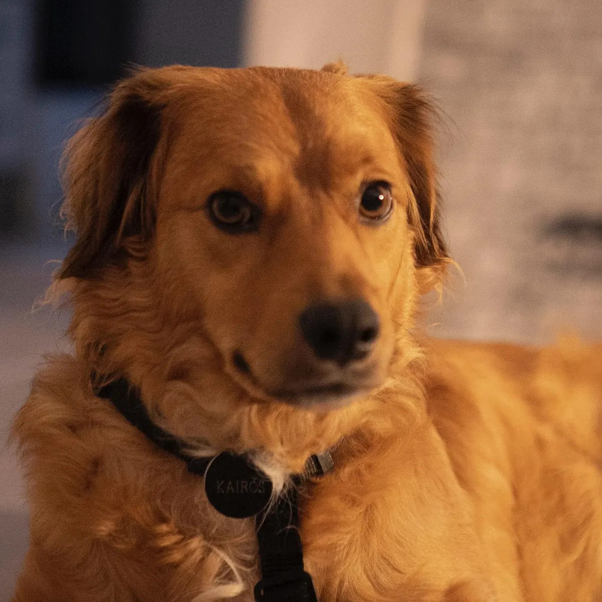 Cachorro olhando para a câmera no apartamento 403