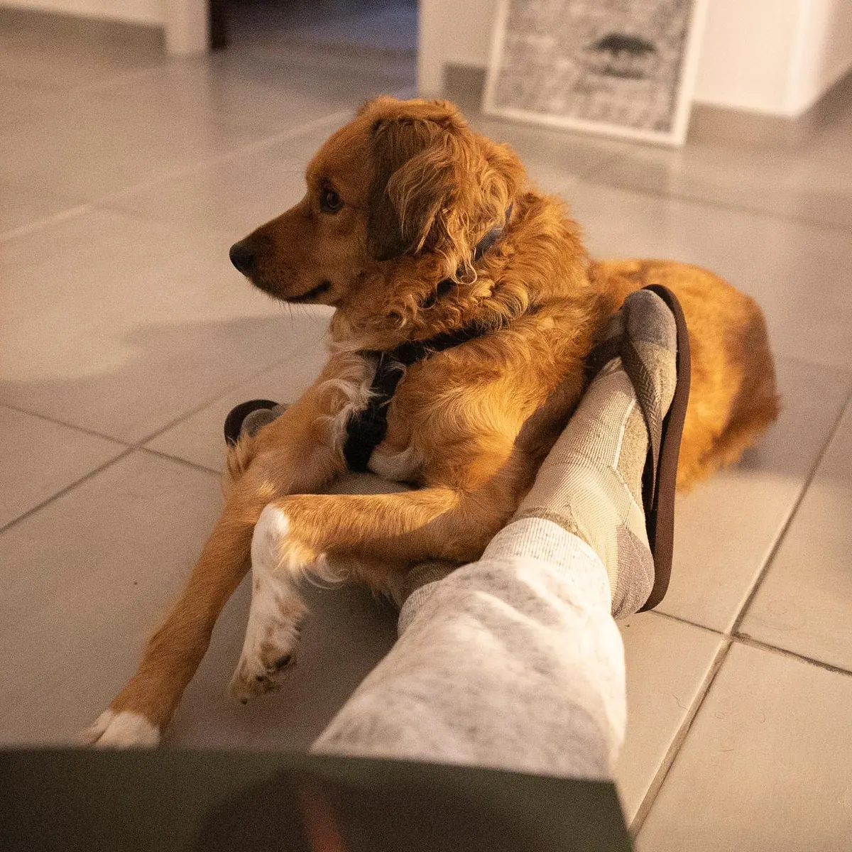 Cachorro deitado no sofá do apartamento 403