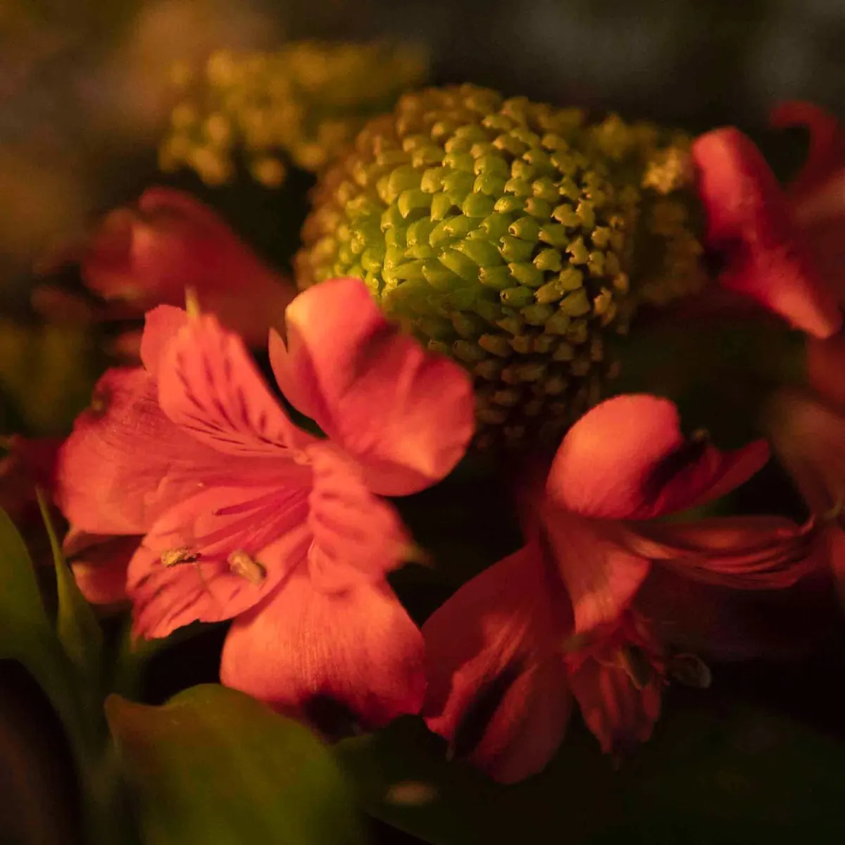 Flores vermelhas em luz baixa no apartamento 403