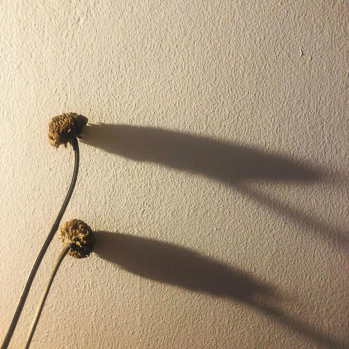 Sombra de planta projetada na parede do apartamento 403