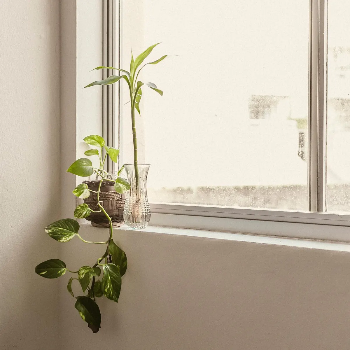 Planta sobre peitoril de janela no apartamento 403