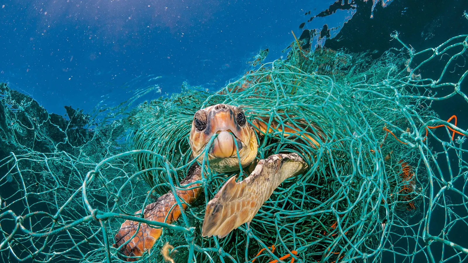 Acúmulo massivo de resíduos plásticos descartáveis, imagem que remete à escala material das consequências deixadas por ciclos de consumo e adoção indiscriminada