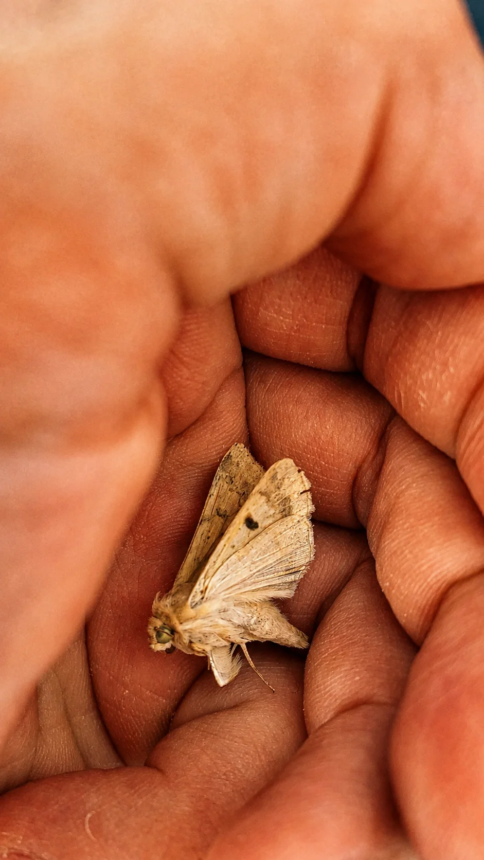 Mariposa seca segurada na palma da mão do autor
