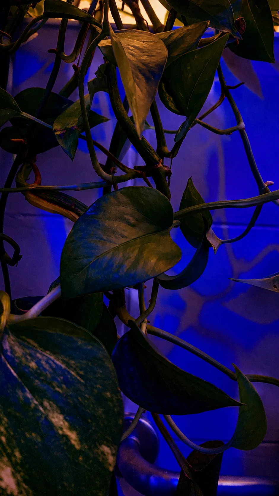 Folhas de samambaia sob luz azul dentro do banheiro