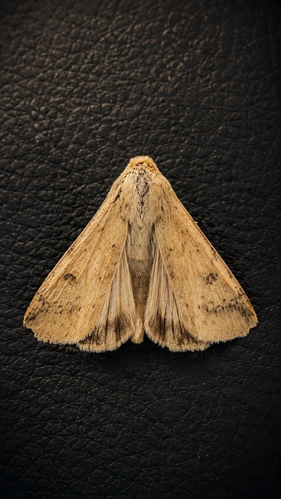 Mariposa com asas abertas em forma triangular sobre superfície escura de couro, fotografada como espécime